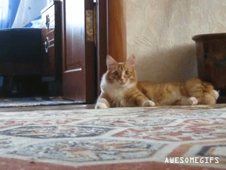 Kotek, nie ma opierdalania się