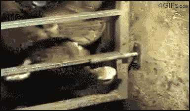 Rezolutna zwierzyna!