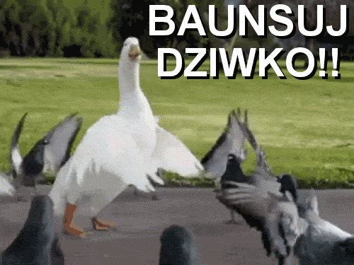 bansuj dziwko