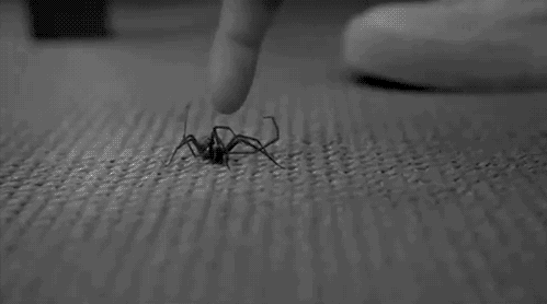 spiderman is real!