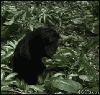 Aaaaaaaaaaa!