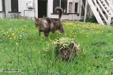 Komandos!